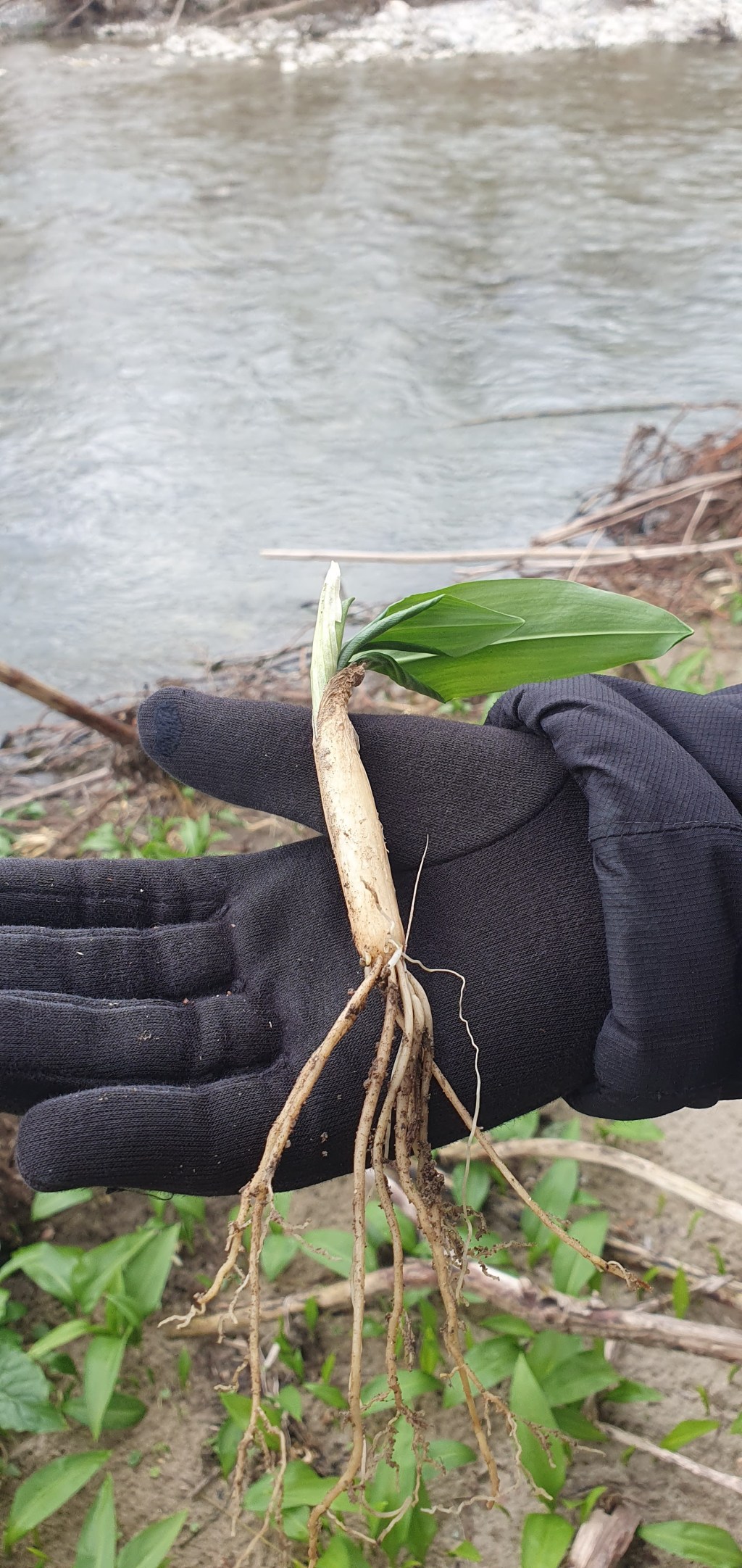 L&rsquo;Ail des Ours